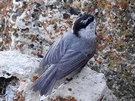 Mountain Chickadee (Poecile gambeli)