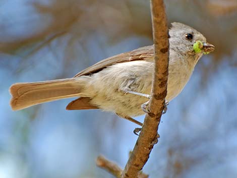 Oak Titmouse (Baeolophus inornatus)