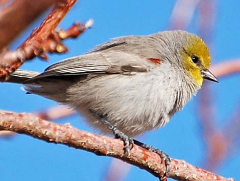 Verdin (Auriparus flaviceps)