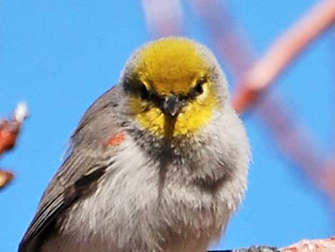 Verdin (Auriparus flaviceps)