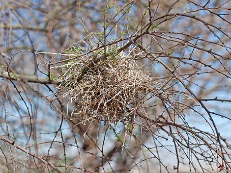 Verdin (Auriparus flaviceps)