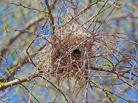 Verdin (Auriparus flaviceps)