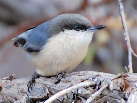 Pygmy Nuthatch (Sitta pygmaea)