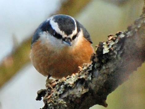 Red-breasted Nuthatch (Sitta canadensis)