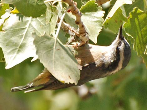 Red-breasted Nuthatch (Sitta canadensis)