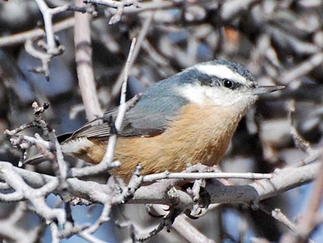 Red-breasted Nuthatch (Sitta canadensis)