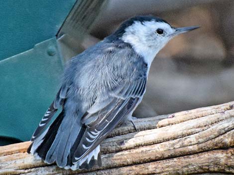 White-breasted Nuthatch (Sitta carolinensis)