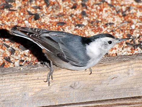 White-breasted Nuthatch (Sitta carolinensis)