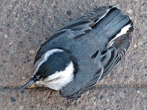 White-breasted Nuthatch (Sitta carolinensis)