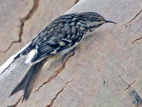 Brown Creeper (Certhia americana)