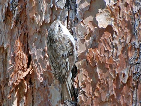 Brown Creeper (Certhia americana)