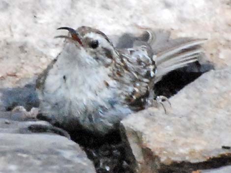 Brown Creeper (Certhia americana)