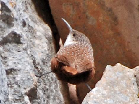 Canyon Wren (Catherpes mexicanus)