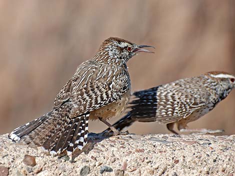 Cactus Wren (Campylorhynchus brunneicapillus)