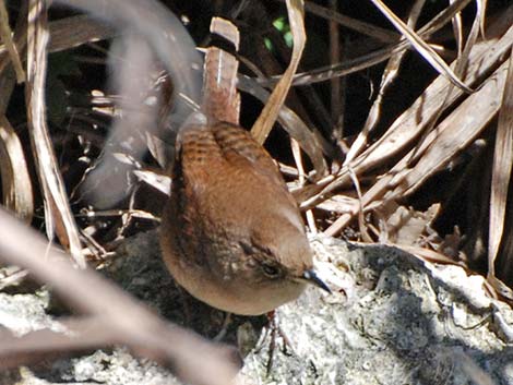 House Wren (Troglodytes aedon)