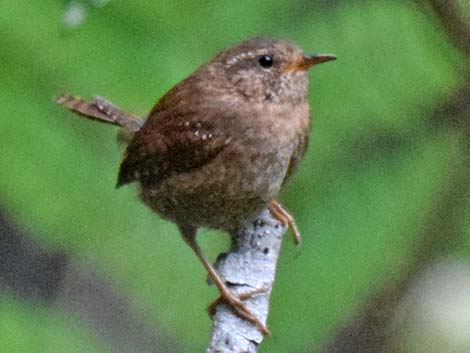 Winter Wren (Troglodytes troglodytes)