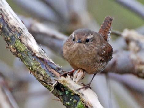 Winter Wren (Troglodytes troglodytes)