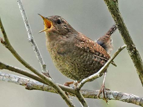 Winter Wren (Troglodytes troglodytes)