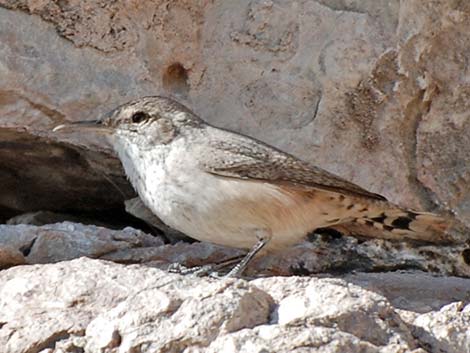 Rock Wren (Salpinctes obsoletus)