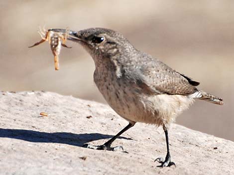 Rock Wren (Salpinctes obsoletus)