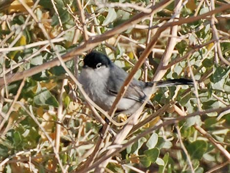 Black-tailed Gnatcatcher (Polioptila melanura)