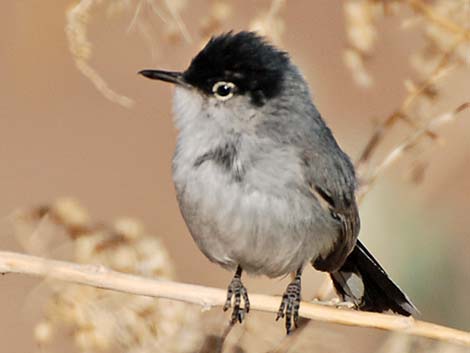 Black-tailed Gnatcatcher (Polioptila melanura)