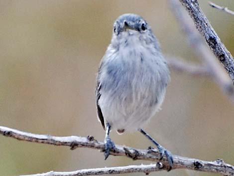 Black-tailed Gnatcatcher (Polioptila melanura)