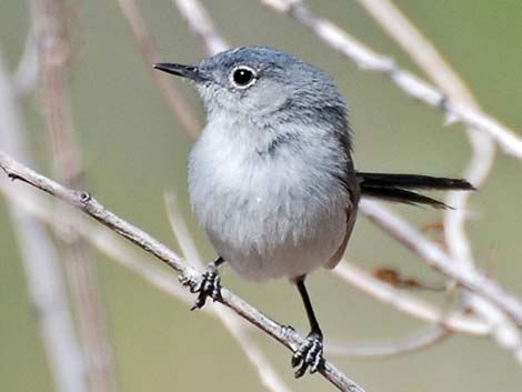 Black-tailed Gnatcatcher (Polioptila melanura)