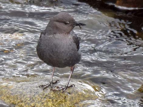 American Dipper (Cinclus mexicanus)