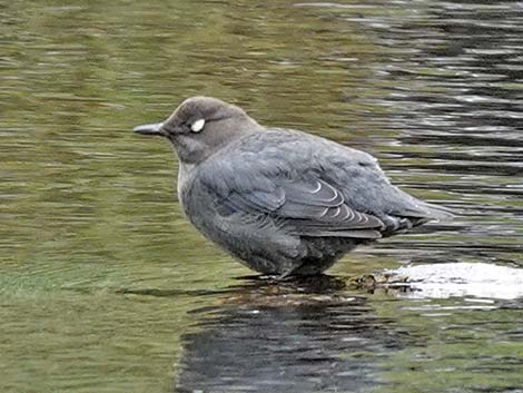 American Dipper (Cinclus mexicanus)