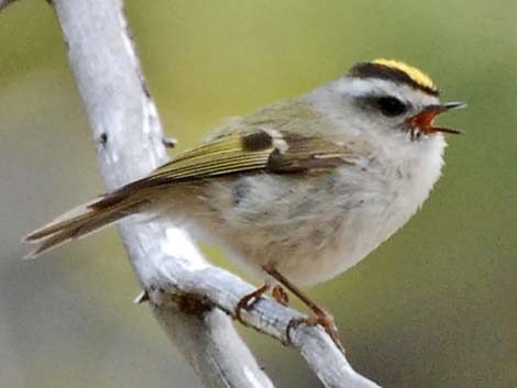 Golden-crowned Kinglet (Regulus satrapa)