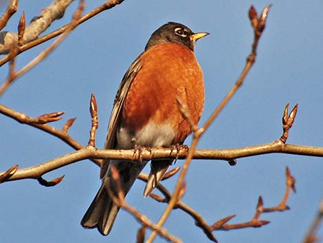 American Robin (Turdus migratorius)