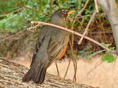 American Robin (Turdus migratorius)