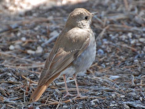 Hermit Thrush (Catharus guttatus)