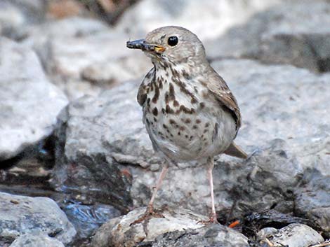 Hermit Thrush (Catharus guttatus)