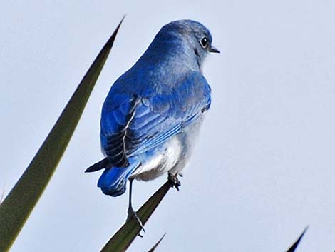 Mountain Bluebird (Sialia currucoides)