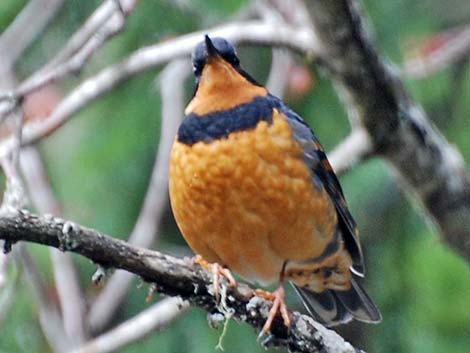 Varied Thrush (Ixoreus naevius)