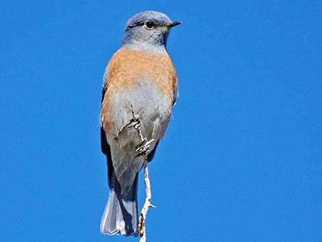 Western Bluebird (Sialia mexicana)