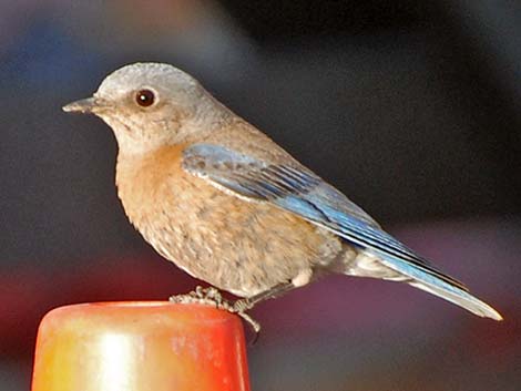 Western Bluebird (Sialia mexicana)