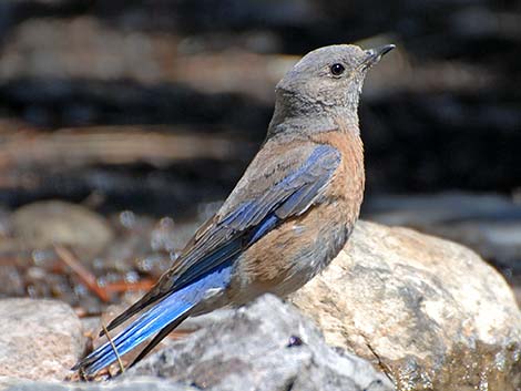 Western Bluebird (Sialia mexicana)