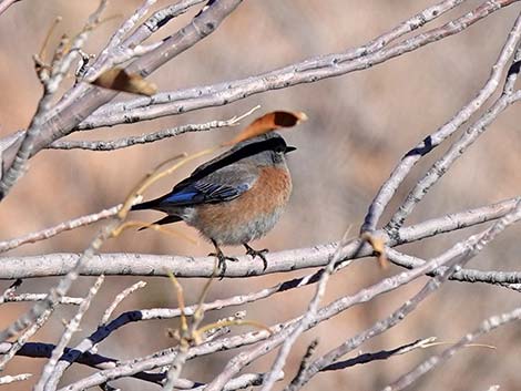 Western Bluebird (Sialia mexicana)