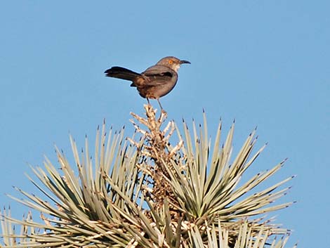 Curve-billed Thrasher (Toxostoma curvirostre)