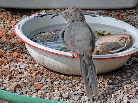 Crissal Thrasher (Toxostoma crissale)