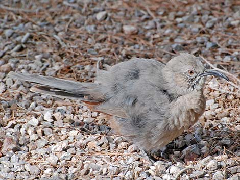 Crissal Thrasher (Toxostoma crissale)