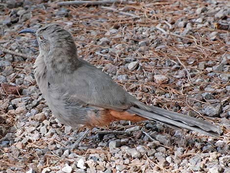 Crissal Thrasher (Toxostoma crissale)