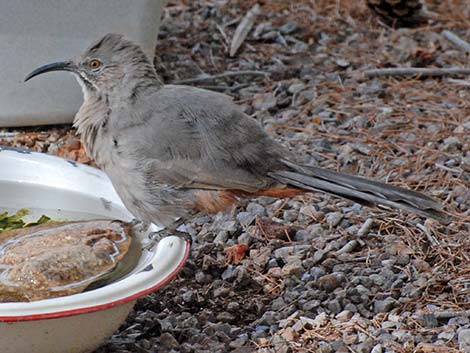 Crissal Thrasher (Toxostoma crissale)