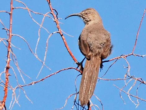 Crissal Thrasher (Toxostoma crissale)