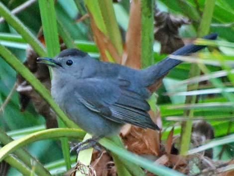 Gray Catbird (Dumetella carolinensis)