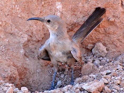 LeConte's Thrasher