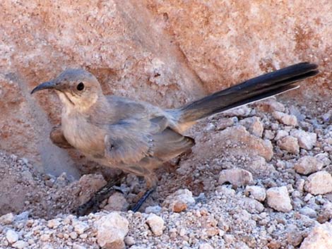 LeConte's Thrasher (Toxostoma lecontei)